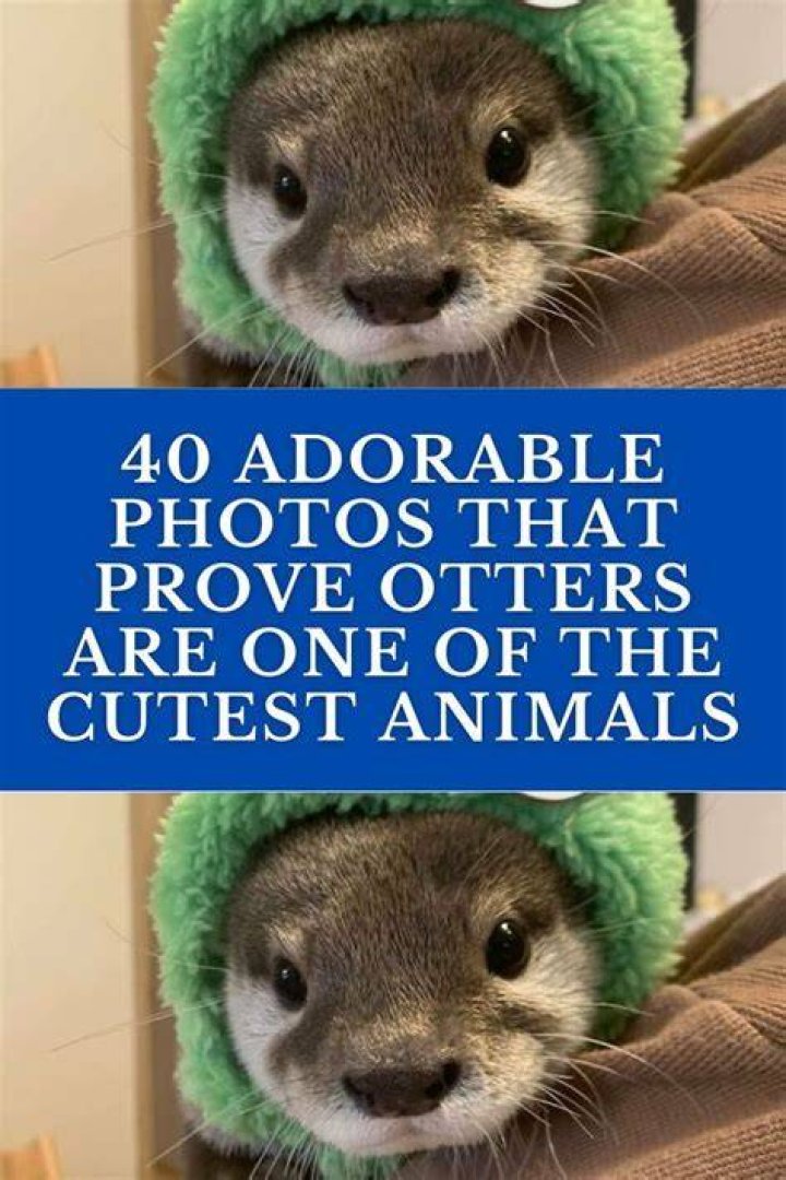 40 Adorable I'm Sorry Memes People Won't Be Able To Resist