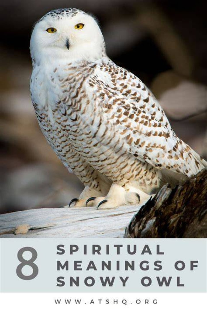 8 Spiritual Meanings Of A White Owl (Symbolism) ·
